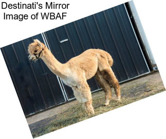 Destinati\'s Mirror Image of WBAF