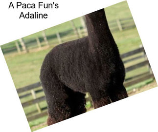 A Paca Fun\'s Adaline