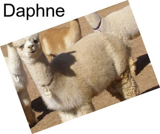 Daphne