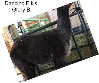 Dancing Elk\'s Glory B