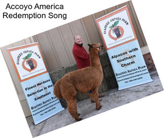 Accoyo America Redemption Song