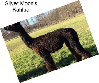 Sliver Moon\'s Kahlua