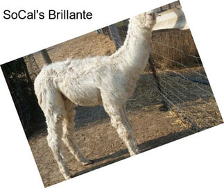 SoCal\'s Brillante