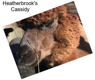 Heatherbrook\'s Cassidy