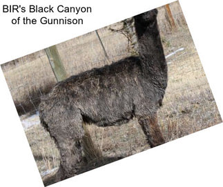 BIR\'s Black Canyon of the Gunnison