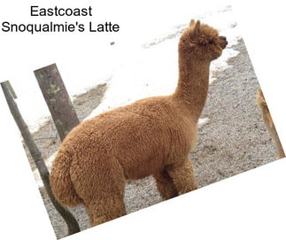 Eastcoast Snoqualmie\'s Latte