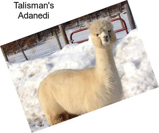 Talisman\'s Adanedi