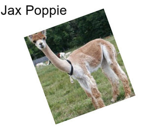 Jax Poppie
