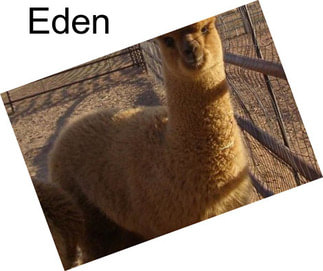 Eden