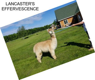 LANCASTER\'S EFFERVESCENCE