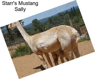 Starr\'s Mustang Sally
