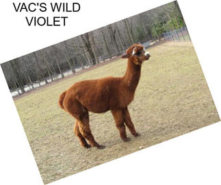 VAC\'S WILD VIOLET