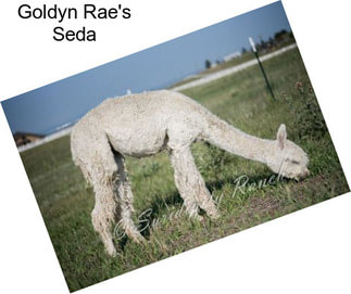 Goldyn Rae\'s Seda