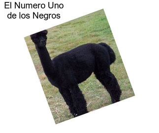 El Numero Uno de los Negros