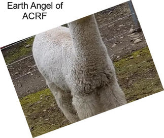 Earth Angel of ACRF