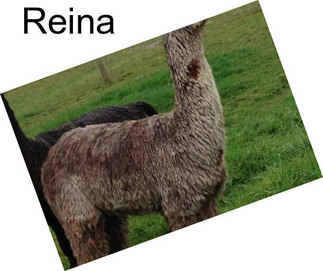 Reina