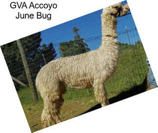 GVA Accoyo June Bug