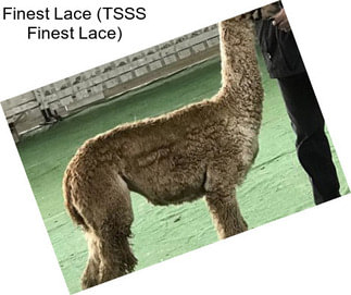 Finest Lace (TSSS Finest Lace)