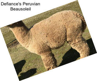 Defiance\'s Peruvian Beausoleil