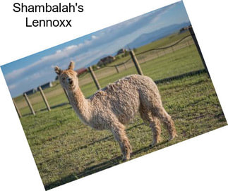 Shambalah\'s Lennoxx