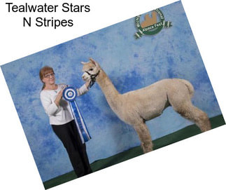 Tealwater Stars N Stripes