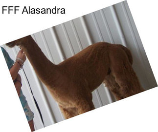 FFF Alasandra