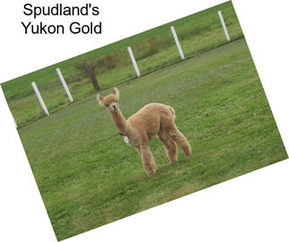 Spudland\'s Yukon Gold