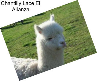 Chantilly Lace El Alianza