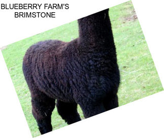 BLUEBERRY FARM\'S BRIMSTONE