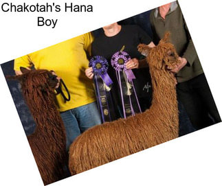 Chakotah\'s Hana Boy