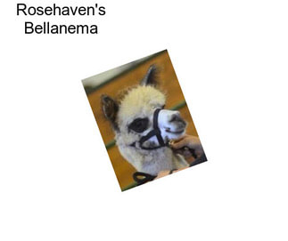 Rosehaven\'s Bellanema