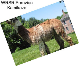 WRSR Peruvian Kamikaze