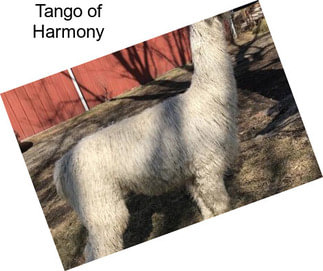 Tango of Harmony