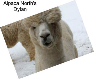 Alpaca North\'s Dylan