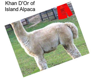 Khan D\'Or of Island Alpaca