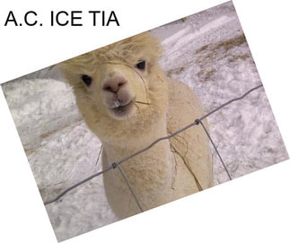 A.C. ICE TIA