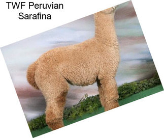 TWF Peruvian Sarafina