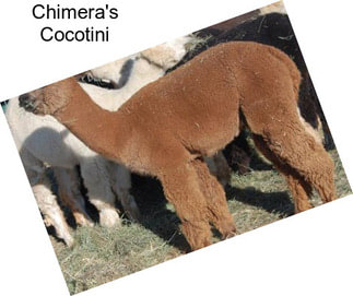 Chimera\'s Cocotini