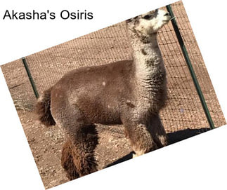 Akasha\'s Osiris