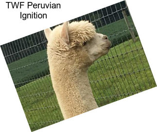 TWF Peruvian Ignition