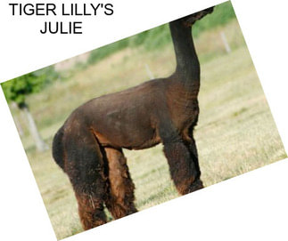 TIGER LILLY\'S JULIE