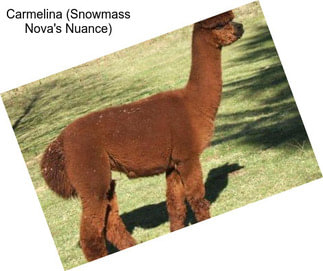 Carmelina (Snowmass Nova\'s Nuance)