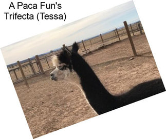 A Paca Fun\'s Trifecta (Tessa)