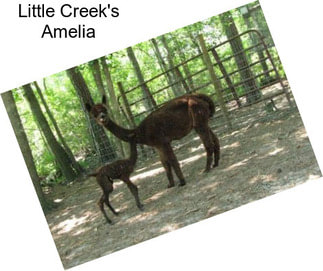 Little Creek\'s Amelia