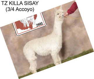 TZ KILLA SISAY (3/4 Accoyo)