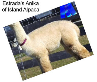 Estrada\'s Anika of Island Alpaca