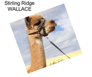Stirling Ridge WALLACE