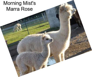 Morning Mist\'s Marra Rose