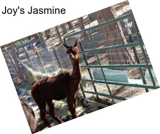 Joy\'s Jasmine