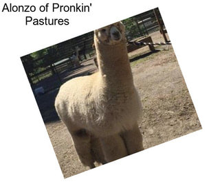 Alonzo of Pronkin\' Pastures